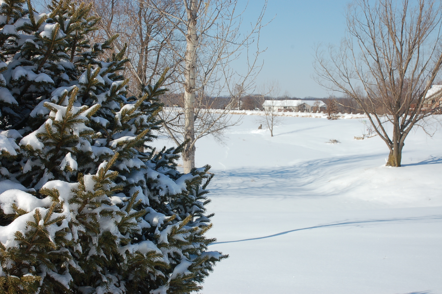 "Snowy Scene"
