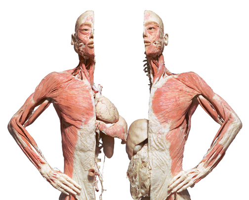"Body"