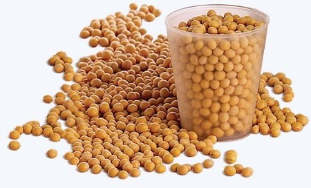 soybean2
