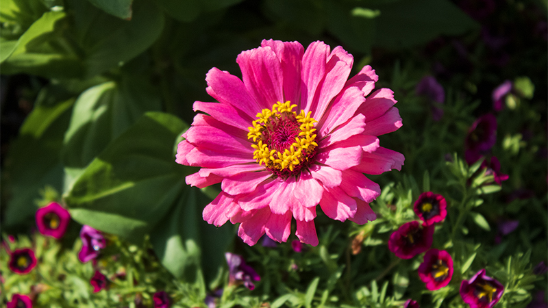 pink flower
