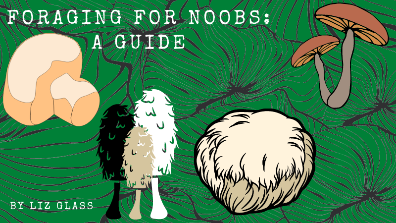 foraging for noobs a guide graphic