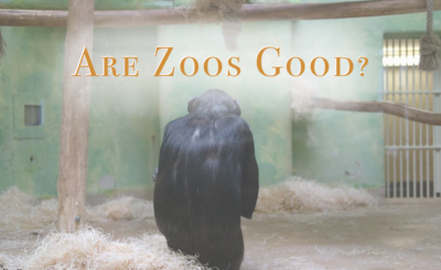 Are Zoos Good Graphic