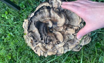 Large mushroom bigger than a hand