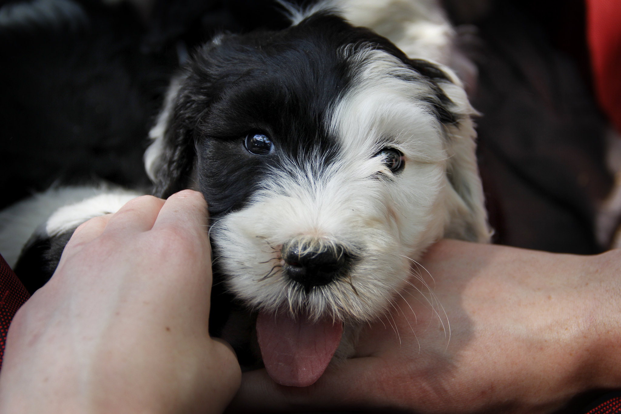 Picture of a smiling puppy with half black and half white face