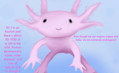Amy Axolotl Graphic